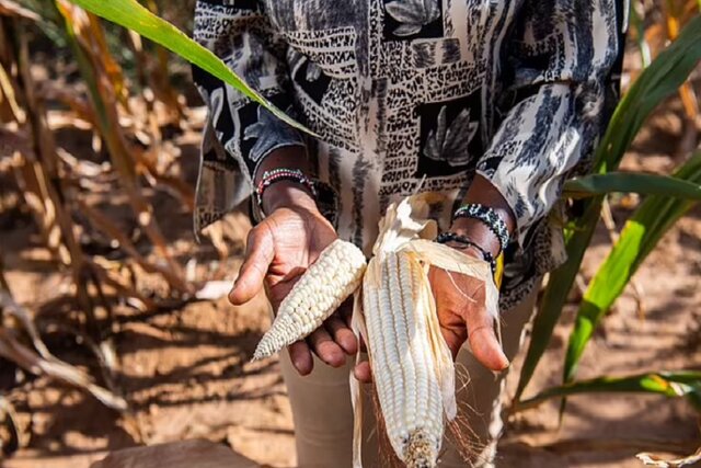 دانه‌های جادویی "بیل گیتس" برای پایان دادن به گرسنگی در جهان!