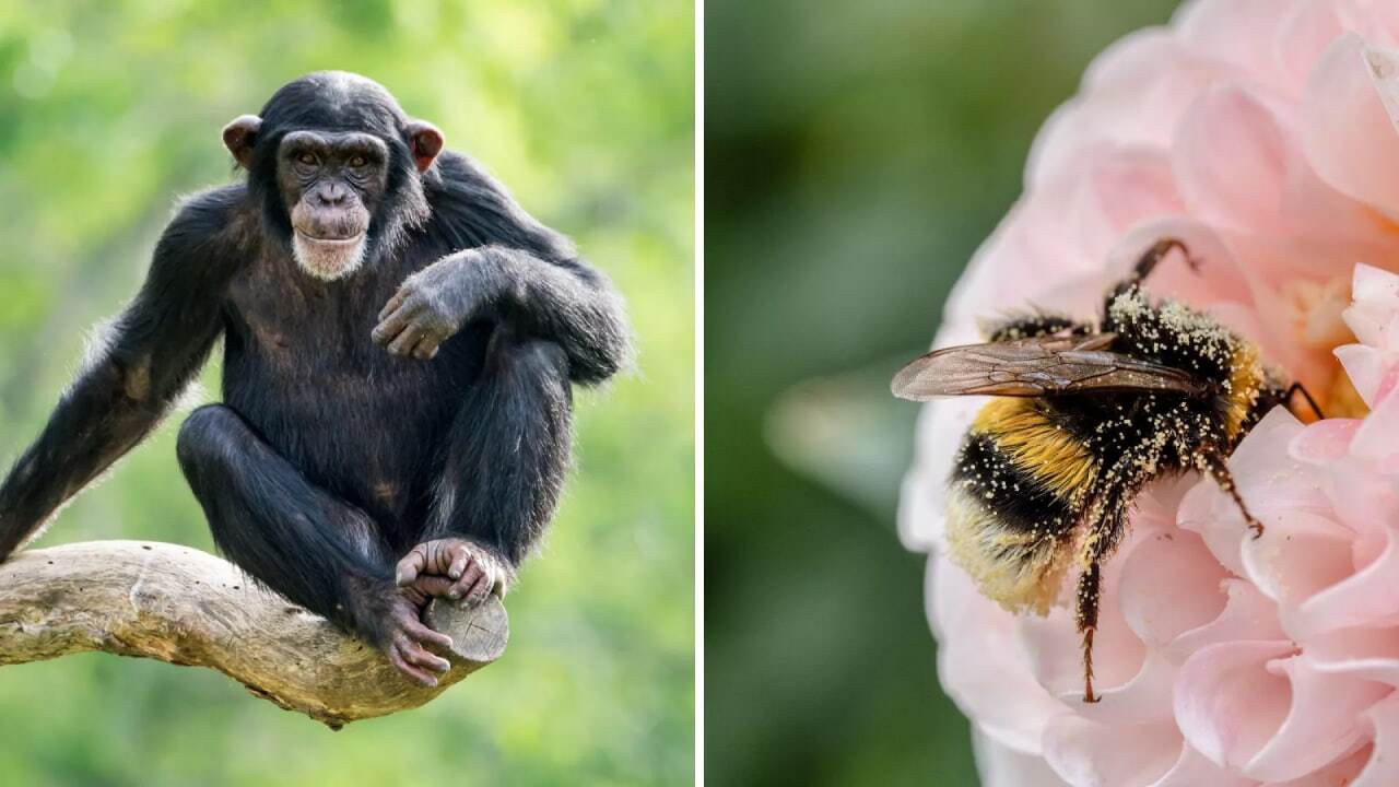  زنبورها و شامپانزه‌ها؛ از نابغه‌های کوچک روی زمین چه می‌دانیم؟