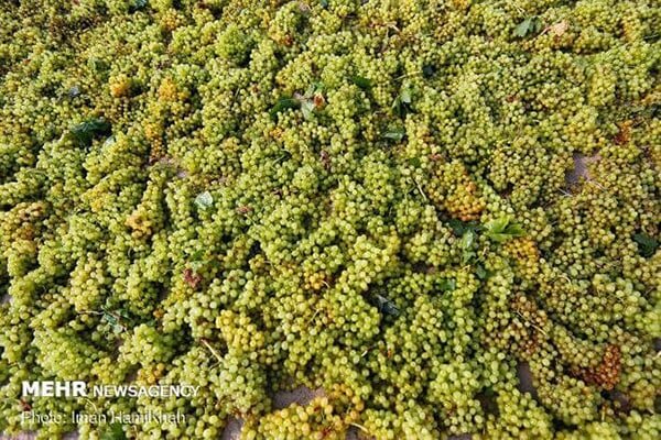 باغ‌های انگور سیستان توسعه می‌یابند