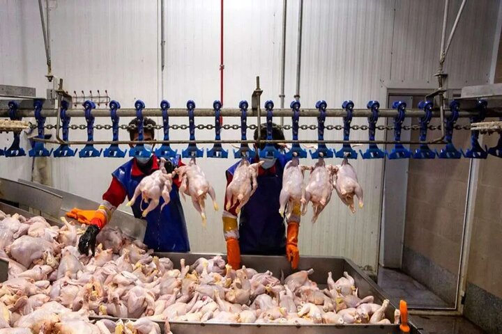 مرغ بسته‌بندی چند؟