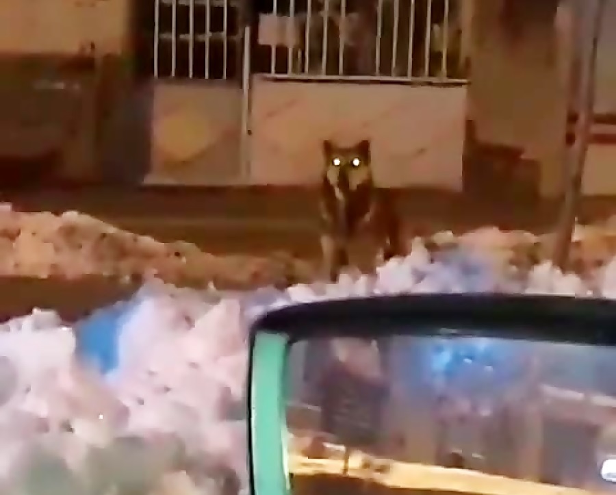  مشاهده گرگ در محله سوهانک تهران / پس از سگ‌های ولگرد، گرگ‌ها هم به نزدیکی پایتخت رسیدند