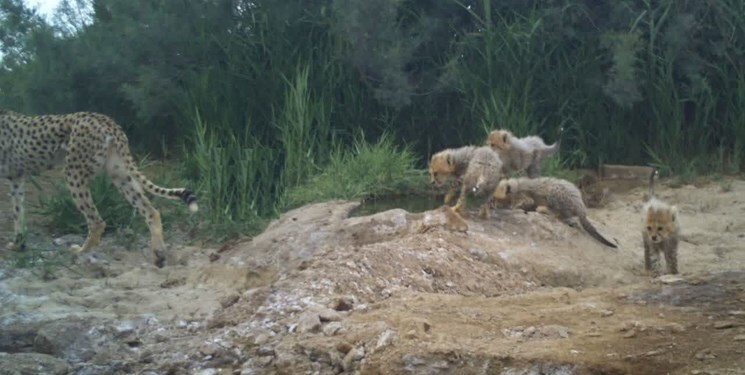  ثبت تصویری از هواخوریِ ۴ توله‌یوز به‌همراه مادرشان در توران