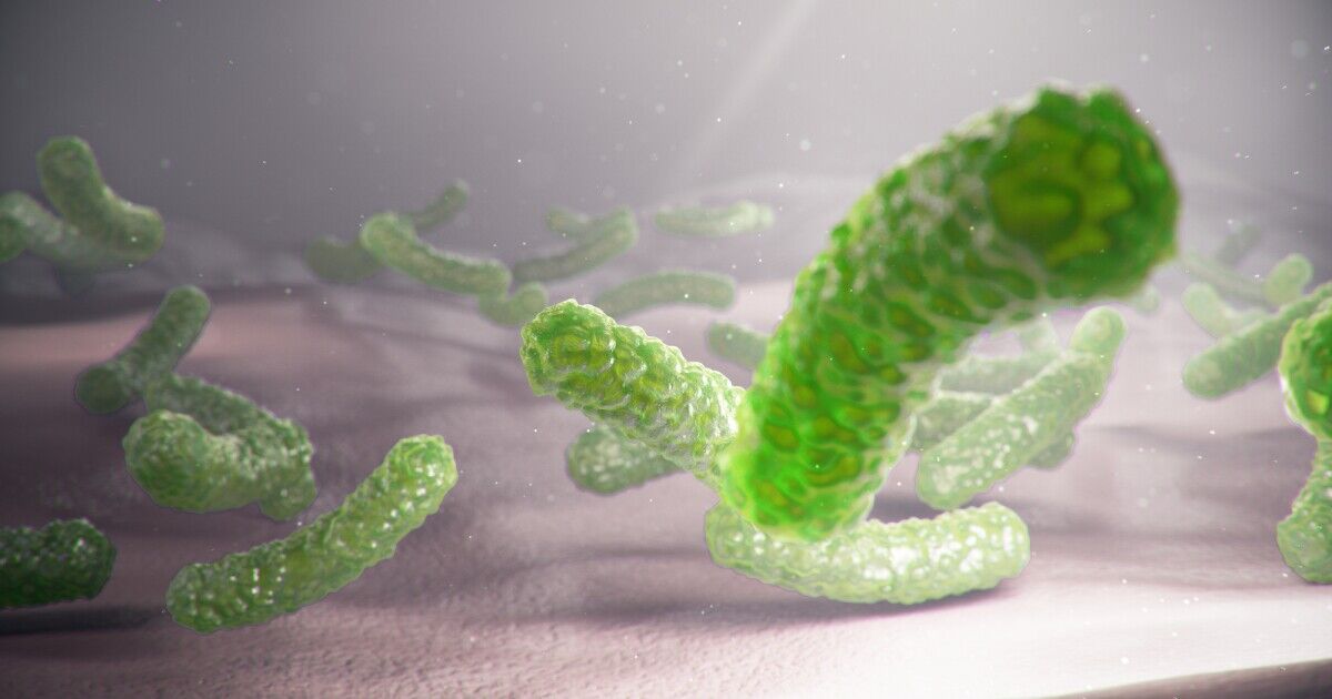 کشف بزرگترین باکتری جهان