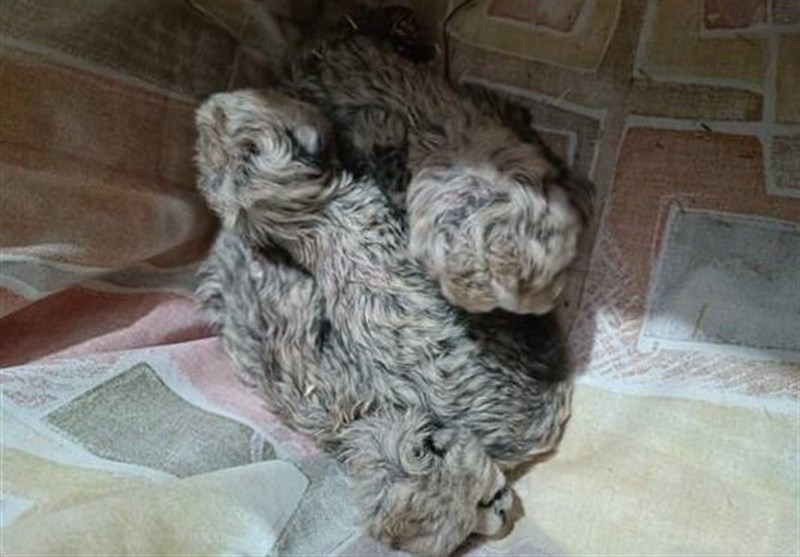  معاون سازمان محیط زیست: توله سوم یوزپلنگ ایران هم آسیب‌دیده، امیدواریم زنده بماند / دانش و تجربه این کار را نداشتیم