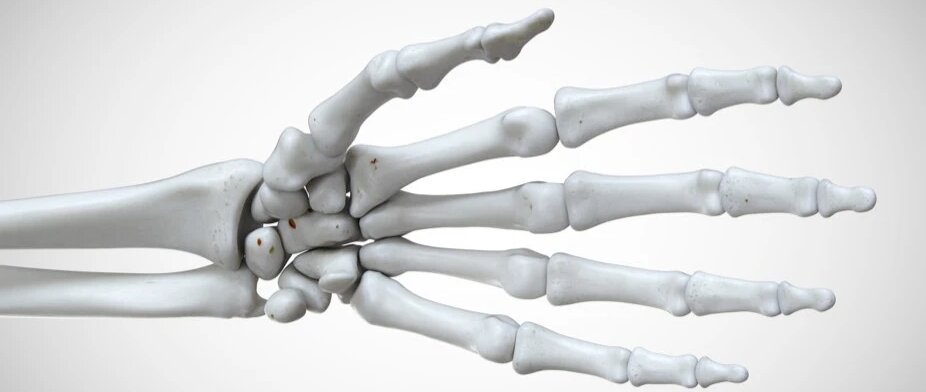  شباهتی میان استخوان انسان و حیوان وجود دارد؟