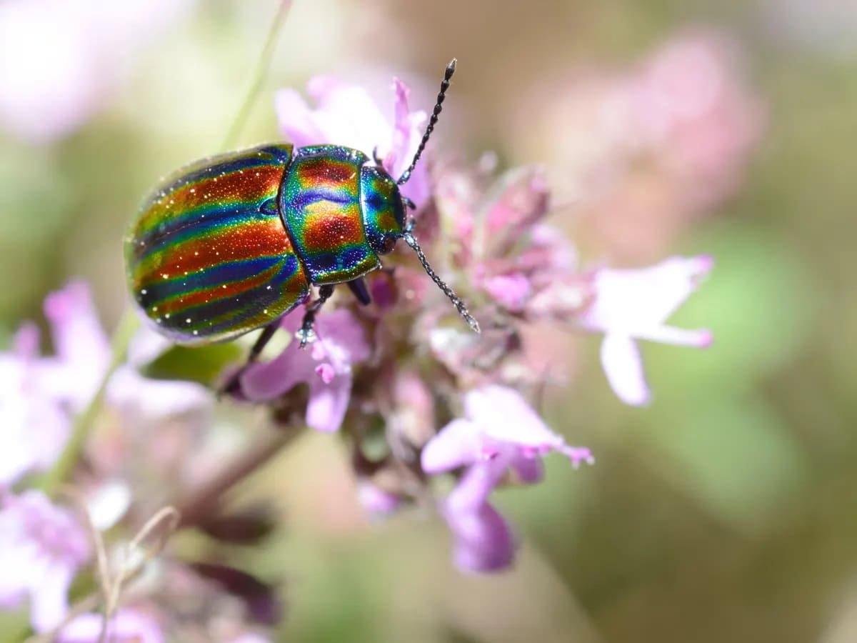 محققان: حشرات ظاهرا مانند انسان‌ها درد را حس می‌کنند