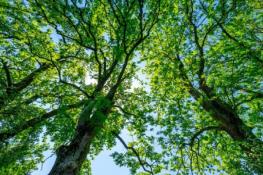 حشرات مهاجم ۱.۴ میلیون درخت را از بین می‌برند