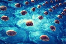 بررسی اختلال در تولید سلول‌های مغز که عامل بروز اوتیسم است