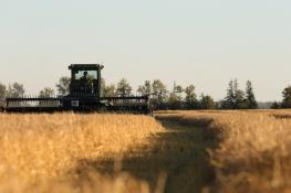 قیمت خرید تضمینی گندم در سال آینده ۹۵۰۰ تومان تعیین شد