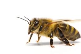  دانستنی‌های علمی/ ۴۲۹؛ چه نوع زنبورهایی نیش می‌زنند؟