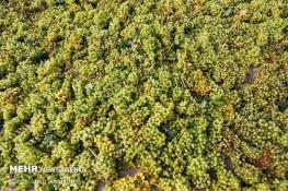 باغ‌های انگور سیستان توسعه می‌یابند