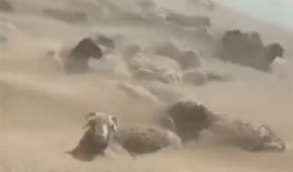  واکنش محیط‌ زیست به ویدئوی مدفون شدن گوسفندان در شن‌های روان: تصاویر مربوط به سیستان نیست