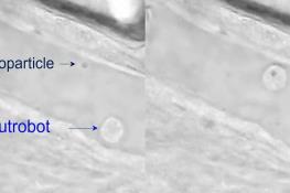 ساخت ربات با استفاده از گلبول سفید!