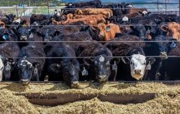 تعداد گاو و گوساله پروار شده کشور ۲۲ درصد کاهش یافت