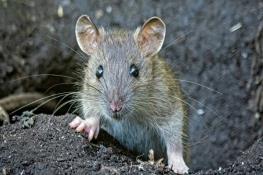 موش‌ها با تماشای همنوعان خود مسیریابی می‌کنند