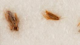  ناسا حراج خاک ماه و چند سوسک‌ به قیمت ۴۰۰ هزار دلار را متوقف کرد