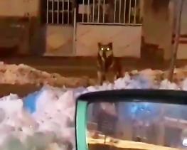 مشاهده گرگ در محله سوهانک تهران / پس از سگ‌های ولگرد، گرگ‌ها هم به نزدیکی پایتخت رسیدند
