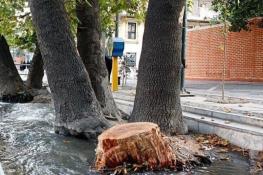  اداره حفاظت محیط زیست: قطع ۱۰۰ اصله درخت در خیابان ولی‌عصر، به دلیل آفت ‌زده بودن و خشک شدن درختان انجام شده