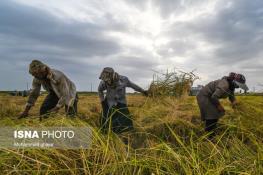  کشاورزان، چه قدر به سلامت شغلی خود اهمیت می‌دهند