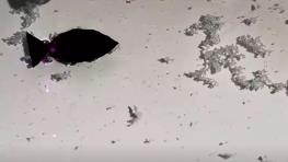  چینی‌ها با ماهی رباتیک پلاستیک‌خوار به جنگ آلودگی اقیانوس‌ها می‌روند