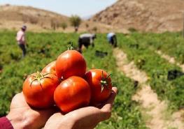  قیمت گوجه فرنگی در بازار ۳۰ درصد کاهش یافت
