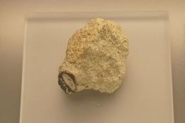 تغییر نظریه تشکیل مریخ به دست شهاب‌سنگ ۲۰۰ ساله