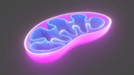 استفاده از نانوذرات پروتئین هیبریدی برای ساخت اندام مصنوعی ایمن