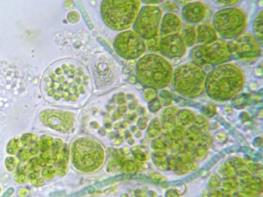 فلور جلبکی ۴ منطقه از ایران بررسی شد