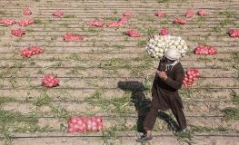 روایت مرکز آمار از قیمت کالا‌های خوراکی؛ پیاز رکورد گرانی را شکست