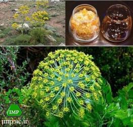 اثر عصاره "باریجه" بر درد