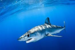 انقراض ۹۰ درصدی آبزیان تا پایان قرن حاضر!