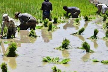  قیمت برنج ایرانی کیلویی چند؟