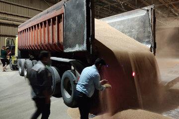 گندمکاران نگرانند؛ نرخ خرید تضمینی گندم چقدر است؟ / ۸۰ روز از مهلت قانونی گذشت...