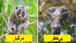  ۱۱ حقیقت غیر منتظره درباره حیوانات که حتماً شگفت زده تان می کنند