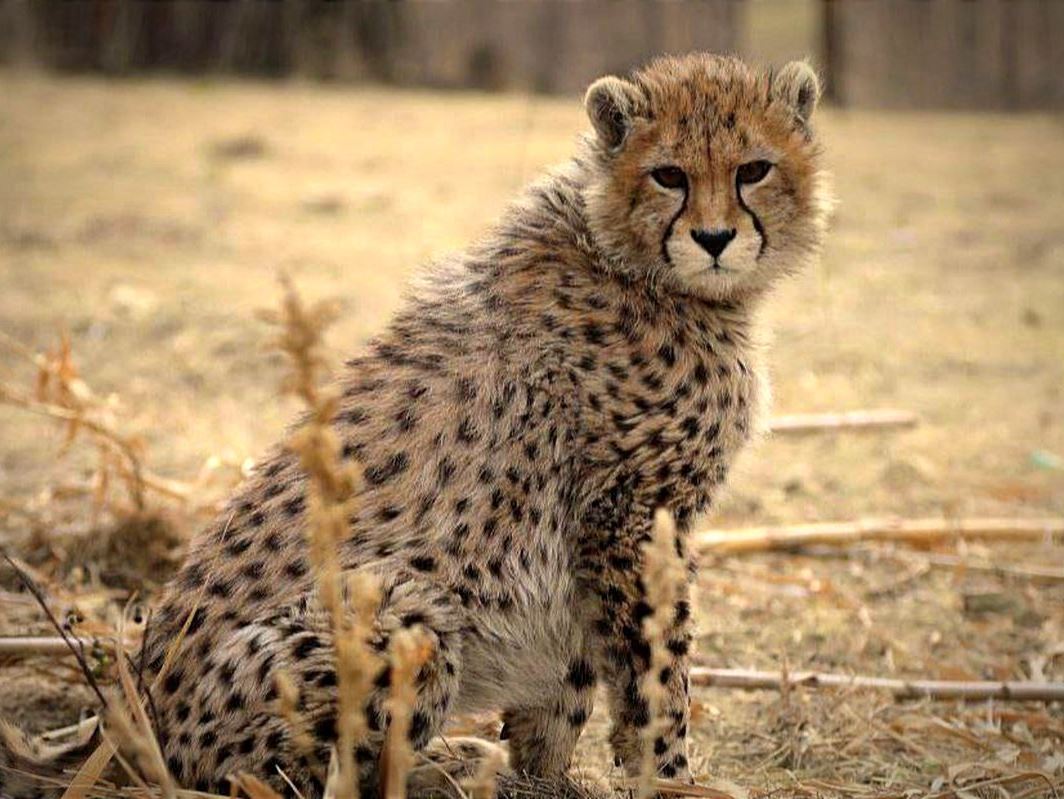 «پیروز» جان باخت