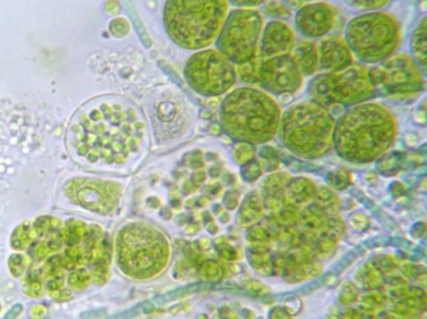 فلور جلبکی ۴ منطقه از ایران بررسی شد