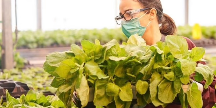 تأیید نخستین واکسن گیاهی کرونا در جهان