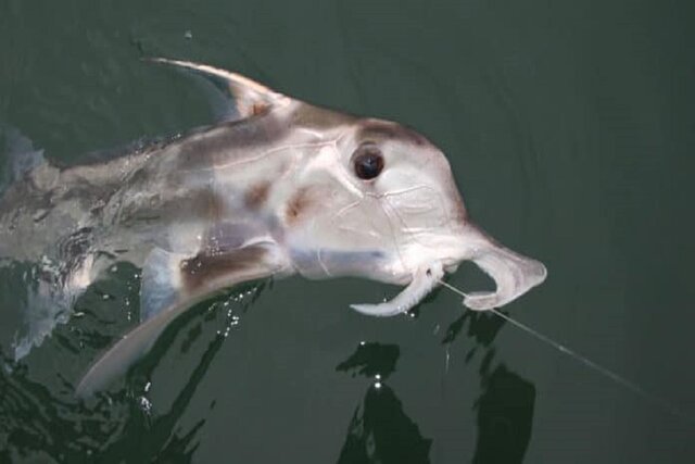 درک بهتر بدن انسان با بررسی "کوسه شبح"