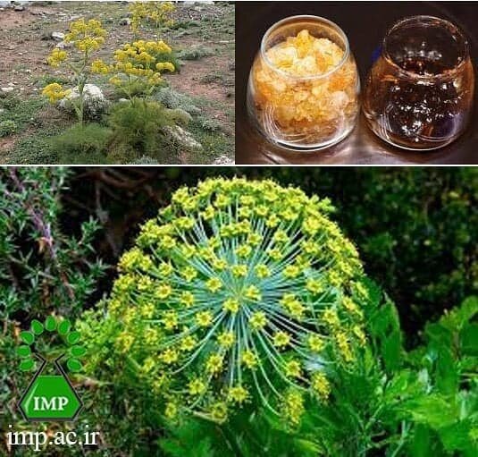 اثر عصاره "باریجه" بر درد