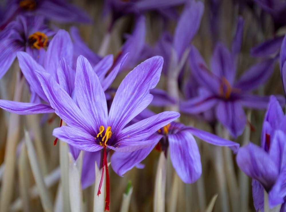  کاهش ۱۵ میلیون تومانی قیمت زعفران به دلیل افزایش عرضه