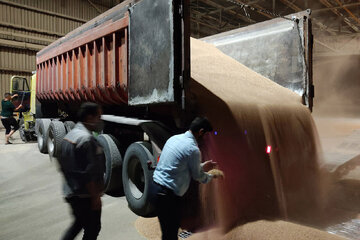 گندمکاران نگرانند؛ نرخ خرید تضمینی گندم چقدر است؟ / ۸۰ روز از مهلت قانونی گذشت...