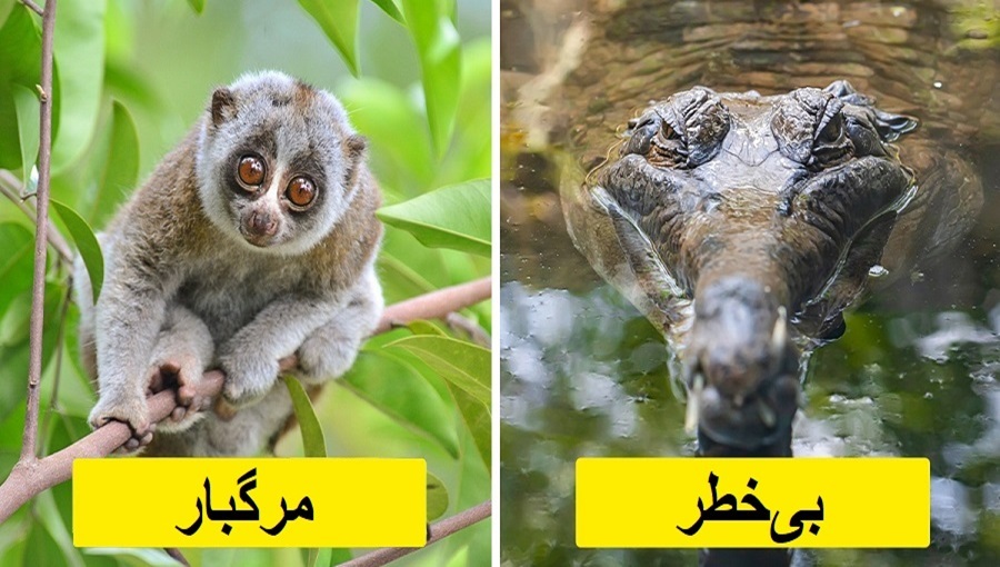  ۱۱ حقیقت غیر منتظره درباره حیوانات که حتماً شگفت زده تان می کنند
