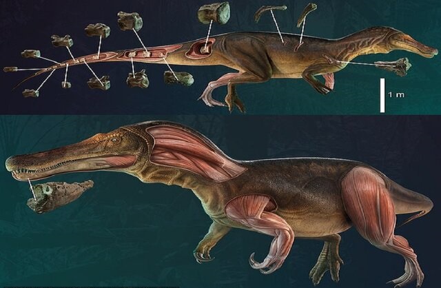 شناسایی یک دایناسور جدید و عجیب